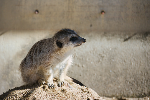 A cute fluffy meerkat in captivity