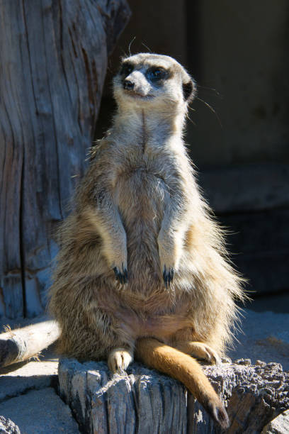 istock A cute fluffy meerkat in captivity 1952523209