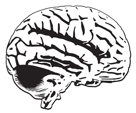 Illustration based on an authentic anatomical model of a human brain.