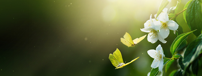 Beautiful spring or summer blooming banner, blooming jasmine bush and flying butterflies on a green background. Soft selective focus; Copy Spase