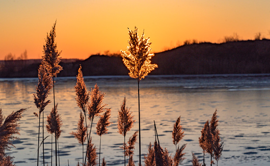 Fluffy reeds on a frozen lake at sunset