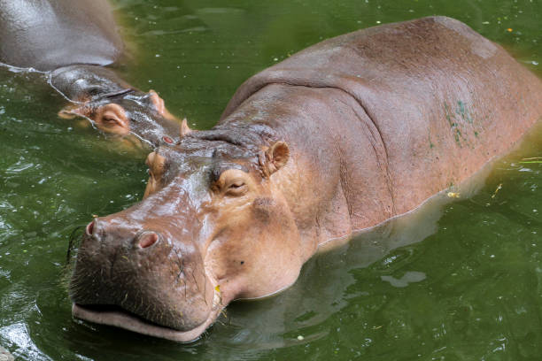istock hippopotamus In the river at thailand 1952542966