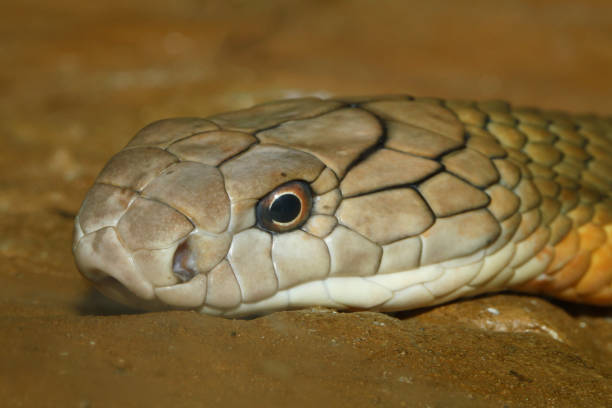 istock Close up head king cobra snake is big viper snake 1952544012