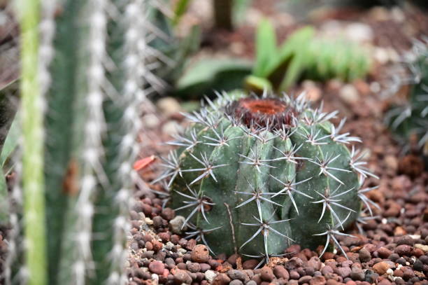 istock Taipei Collectible Botanical Garden 1952544541