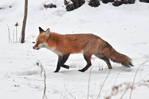 Red fox trotting in snow while licking his chops. Winter in the Connecticut woods.