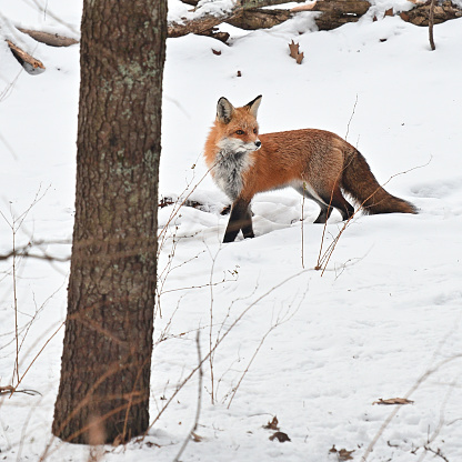Red fox in snow near tree, with copy space. Winter in the Connecticut woods. Square format.