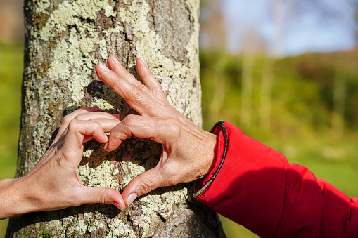 Two people join hand forming heart shape next to a tree trunk in a sunny day