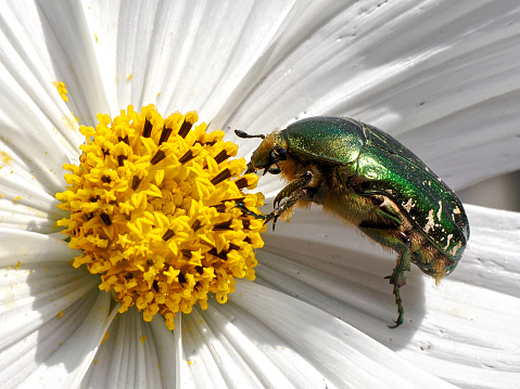 A green bug sits on a yellow flower on a green background with a sun glare. Macro photo of an insect bedbug
