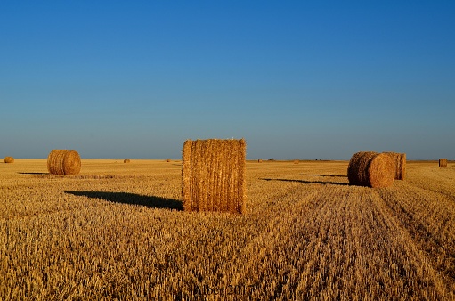 Harvested land, straw alpacas in Castilla