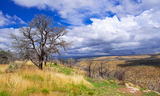 Green grassy landscape with black burnt trees and sky with cumulus storm clouds in Utah, along highway 89 near Le Fevre Overlook, with Grand Staircase Escalante in the distance.