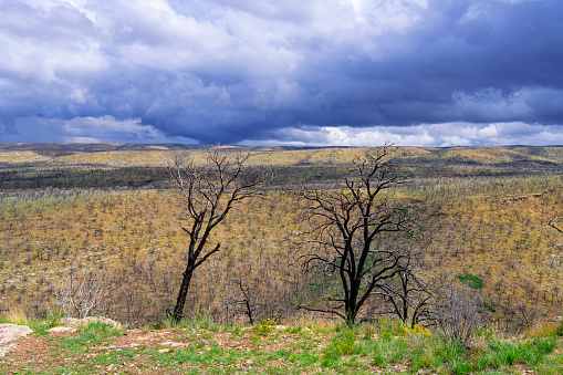 Green grassy landscape with black burnt trees and sky with cumulus storm clouds in Utah, along highway 89 near Le Fevre Overlook, with Grand Staircase Escalante in the distance.