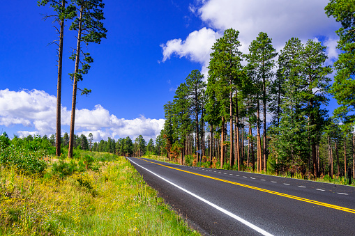 The road 89A through Kaibab National Forest to Grand Canyon North Rim near Jacob Lake, Arizona