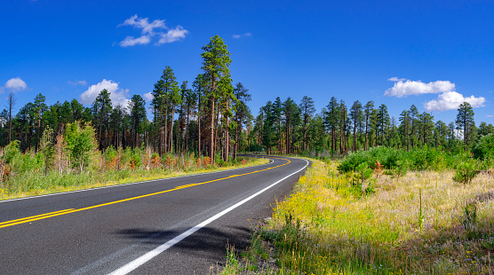 The road 89A through Kaibab National Forest to Grand Canyon North Rim near Jacob Lake, Arizona