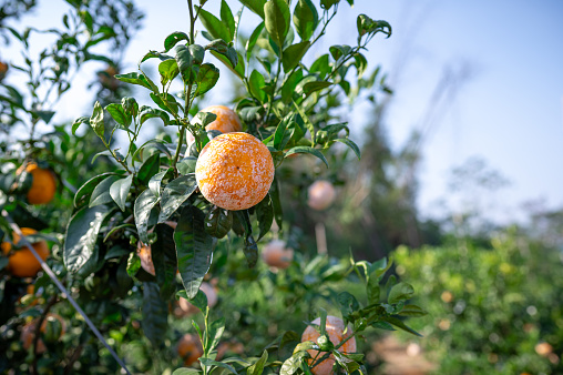 Green orchard full of ripe, organic oranges in China