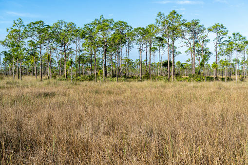 A prairie of grey sawgrass and a stand of green pine trees in a marsh area, Turner River Rd, Big Cypress NP, Florida