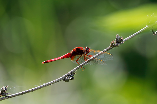 An African species that extends into adjacent Eurasia. Once common only in the Mediterranean region, the robust and aggressive virtual all-red male is becoming an increasingly common sight further north.
Field characters: Tot 36-45mm, Ab 18-33mm, Hw 23-33mm. A bit larger and substantially bulkier than Sympetrum species. 

This Picture is made during a Vacation in Bulgaria in May 2019