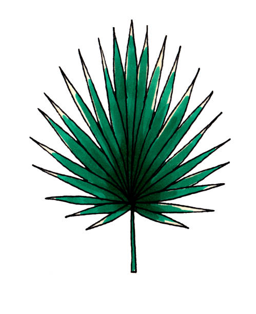 palm leaf - palmleaf stock illustrations