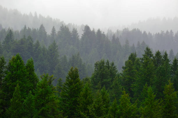 istock Rainy Lush Green Pine Tree Forest Forrest in Wilderness Mountains 1952603718