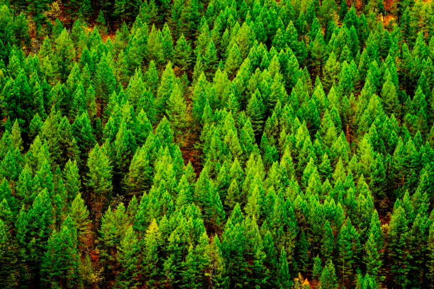 istock Forest of Pine Trees in Wilderness Mountains 1952603727