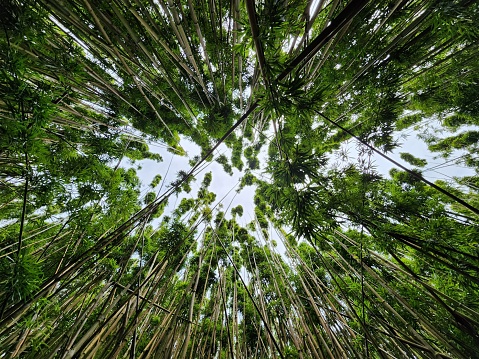 Wide angle shot of bamboo trees