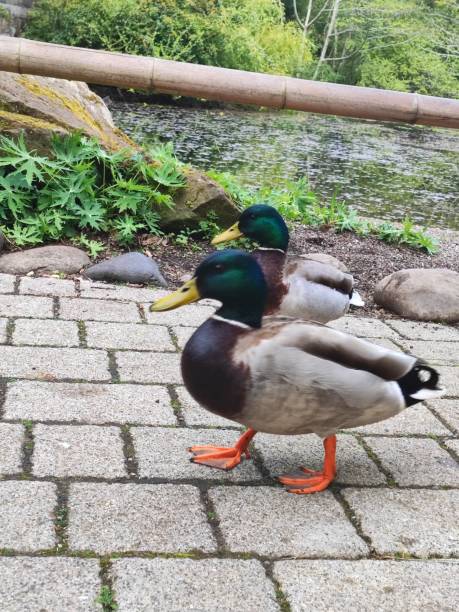 istock Scottish ducks walking in a park 1952626067