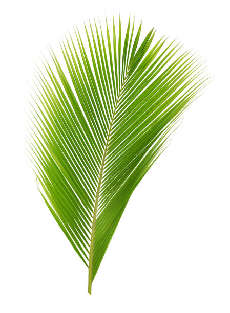 istock Tropical palm leaf isolated on white background. 1952629754