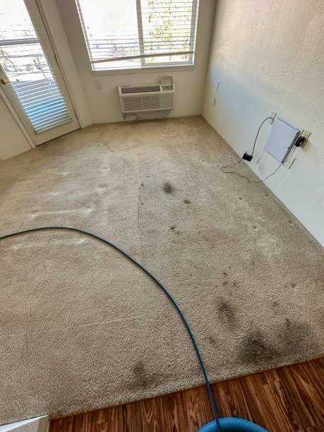 istock A dirty carpet being prepared for cleaning 1952632364