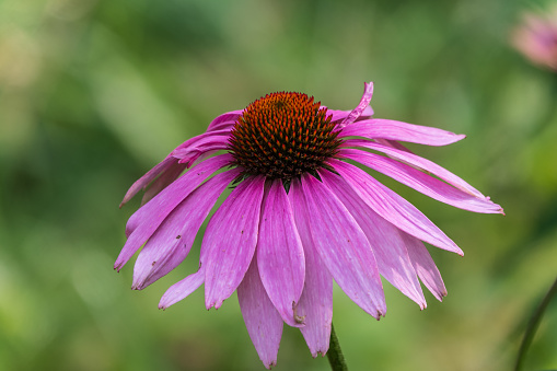 Herbal Echinacea Flowers. Herbal Echinacea or Coneflower flowers in a garden. Echinacea flowers. White and yellow bright and vibrant flower. Farming and harvesting. Sunny day.