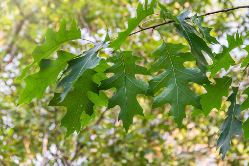 Branches of the northern red oak with green serrated leaves, summer background. Fresh oak leaves