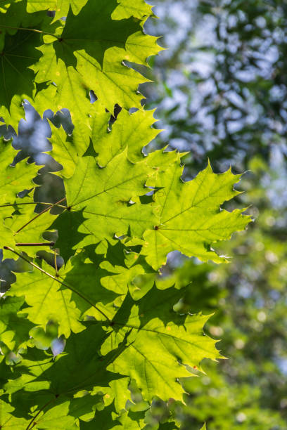 istock Summer branches of maple tree with fresh green leaves 1952633966