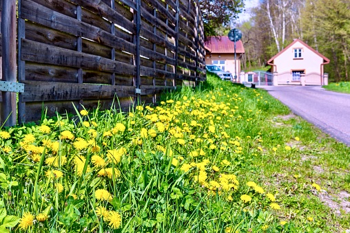 Bright yellow dandelions against a background of green lush grass.