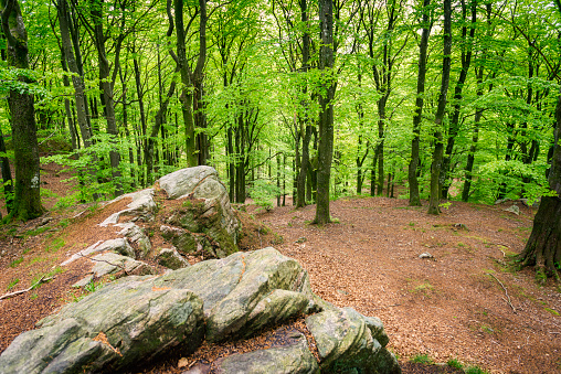 Springtime Beech tree forest in Halland, Sweden.