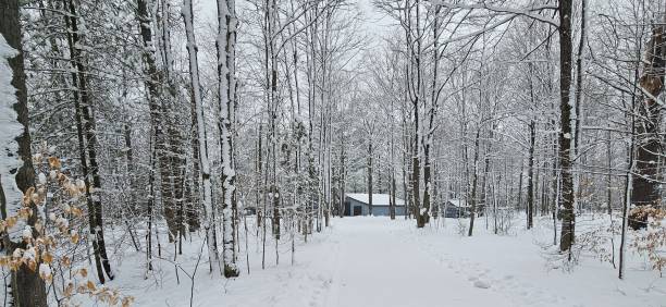 istock A cabin in the woods 1952655726