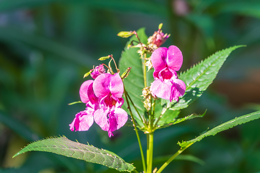 Purple flower of Impatiens glandulifera, Himalayan balsam, is a large annual plant native to the Himalayas. It is a major weed problem, especially on riverbanks and waste land, but can invade gardens