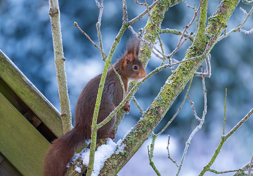 January 2024: A single Squirrel is sitting on a garden Tree in winter