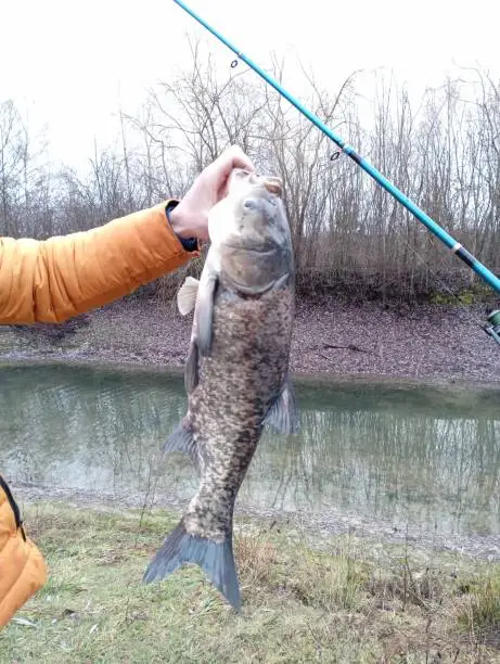 A large trophy fish caught on a fishing rod is in the hand of a fisherman. The topic of successful fishing and recreation in nature. Hobbies and spending time in the fresh air near water bodies.