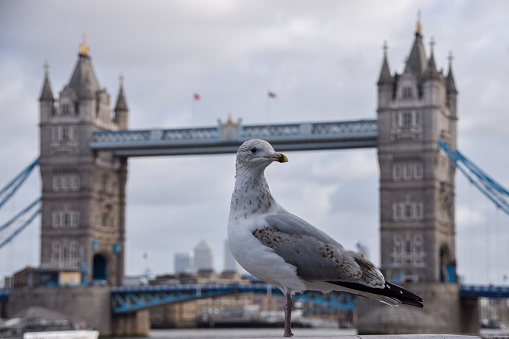 London, UK - January 22 2024: A gull stands next to the iconic Tower Bridge.
