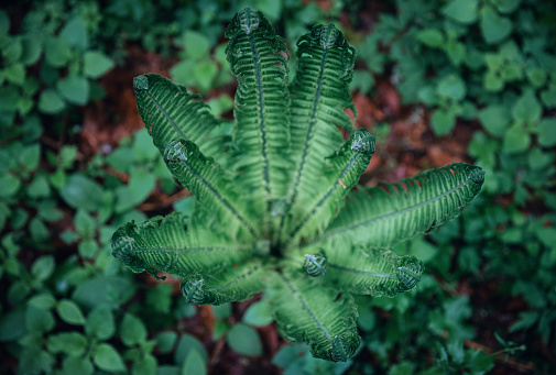 Adiantum pedatum northern maidenhair fern or five-fingered fern green plant