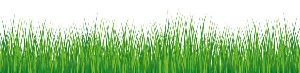 Vector illustration of Border of green grass template