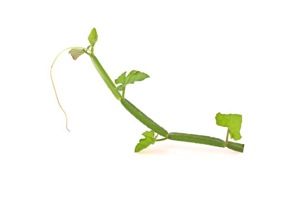 istock Cissus quadrangularis L. , pirandai or veldt grape on white background. 1952702896
