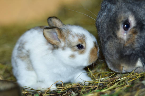 istock Small domestic rabbits eating grass in the nest 1952714538