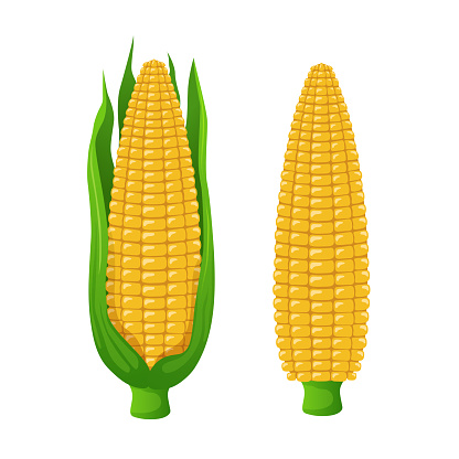 Corn. Vector 3D clipart isolated on white background.