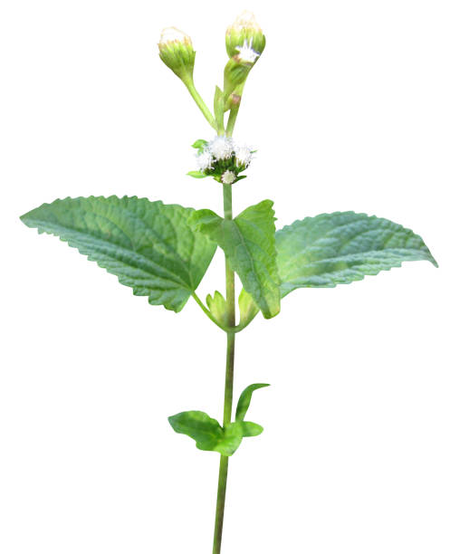 ageratum conyzoides or goatweed - whiteweed zdjęcia i obrazy z banku zdjęć