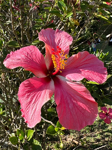 Species of tropical hibiscus, a flowering plant in the Hibisceae tribe of the family Malvaceae. It is widely cultivated as an ornamental plant in the tropics and subtropics.