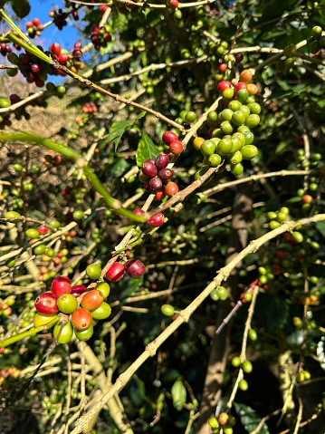 Coffea tree is a genus of flowering plants whose seeds, called coffee beans, are used to make various beverage.