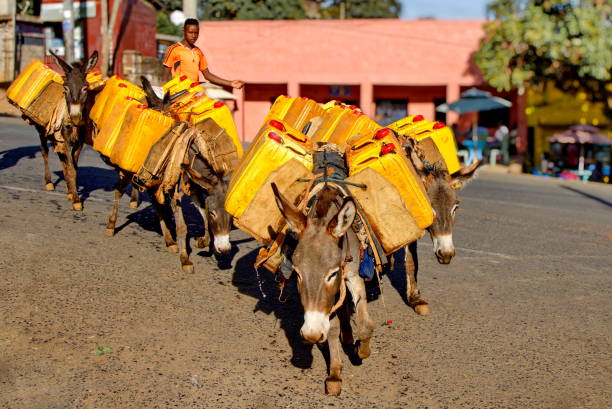 에티오피아에서 당나귀를 사용하여 물탱크를 나르는 남자 - animal africa ethiopia mule 뉴스 사진 이미지