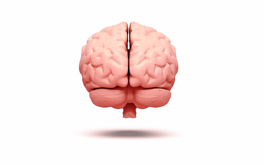 3d Render Human Brain Rear View, Can Be Used For Concepts Such As Idea, Thought, Dementia, Parkinson's Disease, Alzheimer's, Mental Seizures (Object + Shadow Clipping Path)