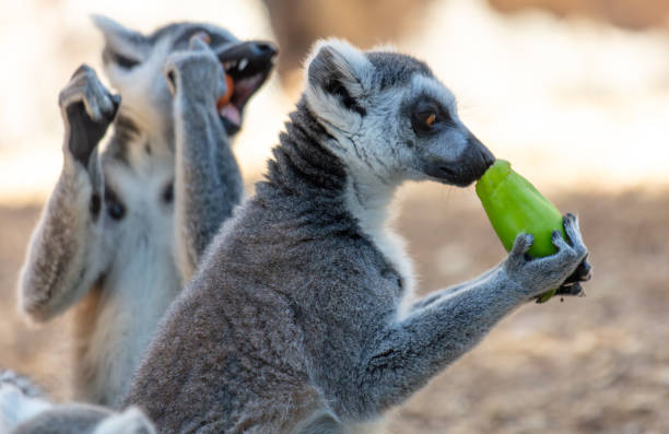 istock Lemur eats vegetables at the zoo 1952732323