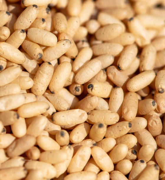 istock Close up of red ant eggs. Macro 1952741188