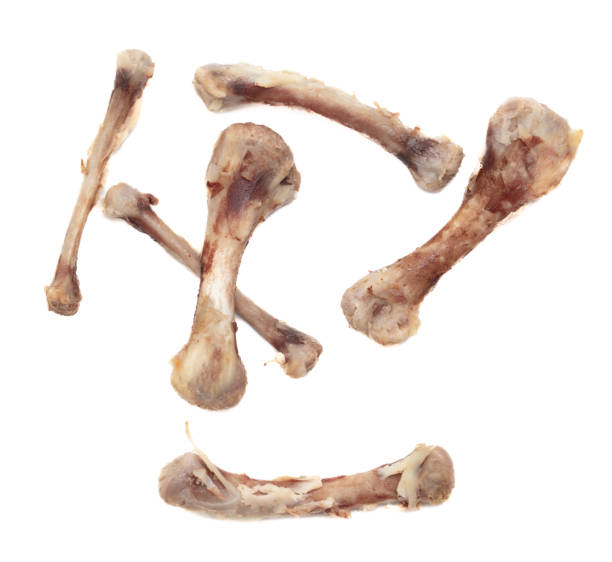 istock Chicken bone isolated on white background. Close-up 1952745141